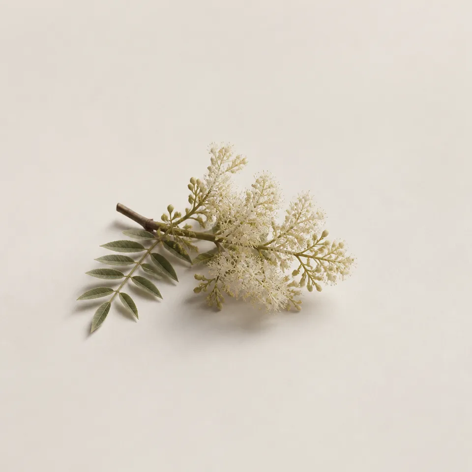 Flowering Ash