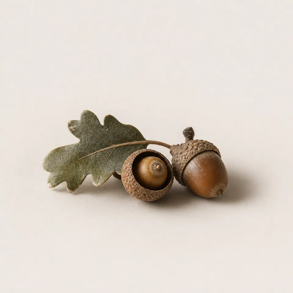 Holm Oak Acorn
