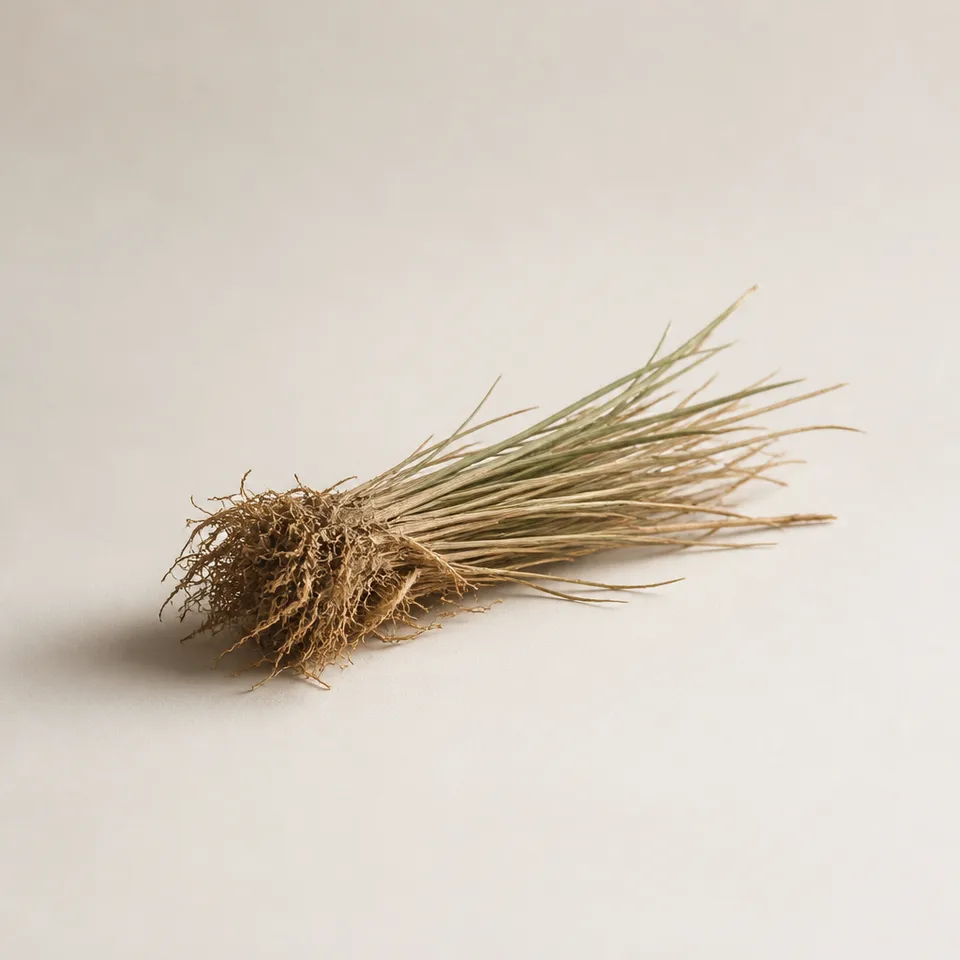 Vetiver from Laos