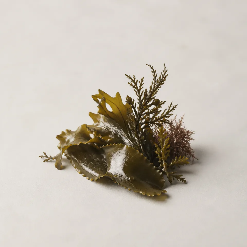 Seaweed from Tigullio