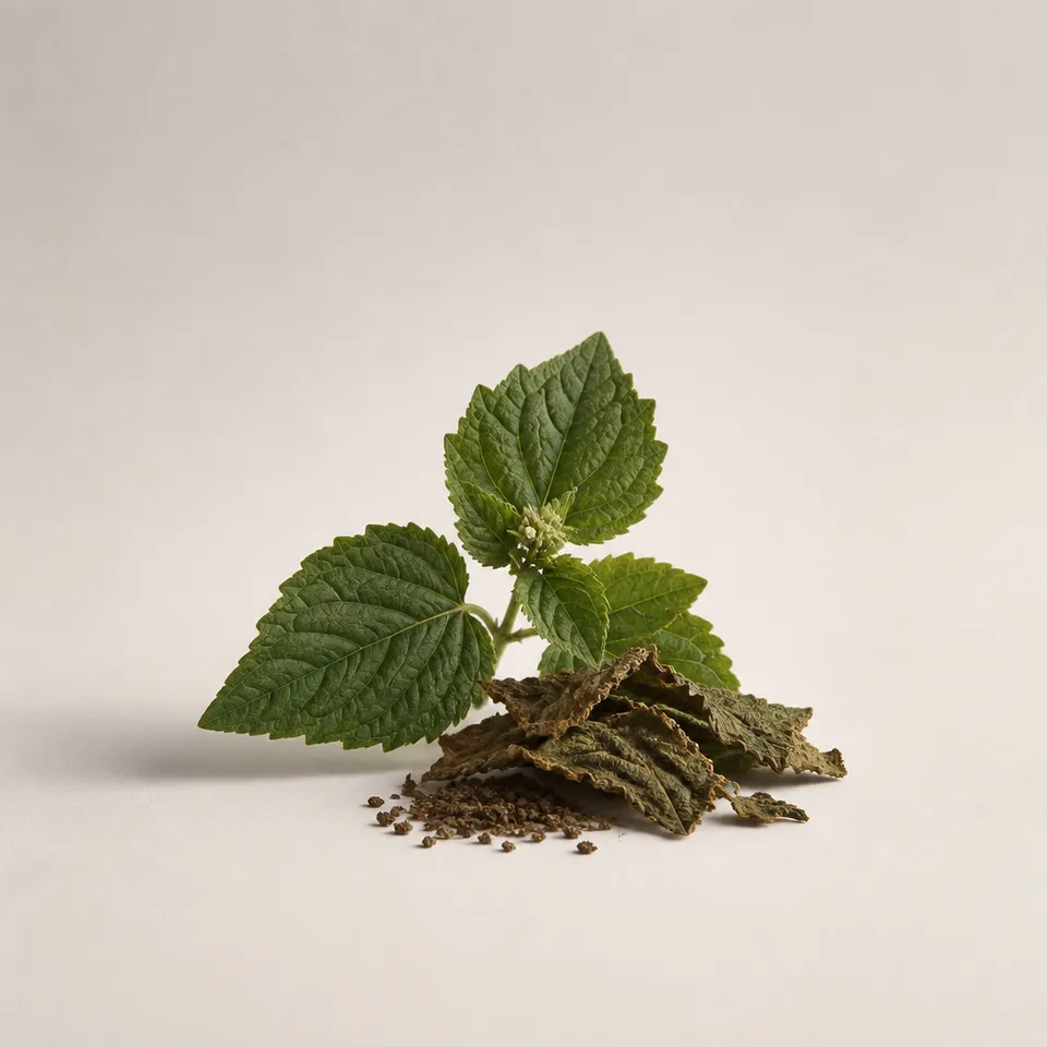 Patchouli from Singapore
