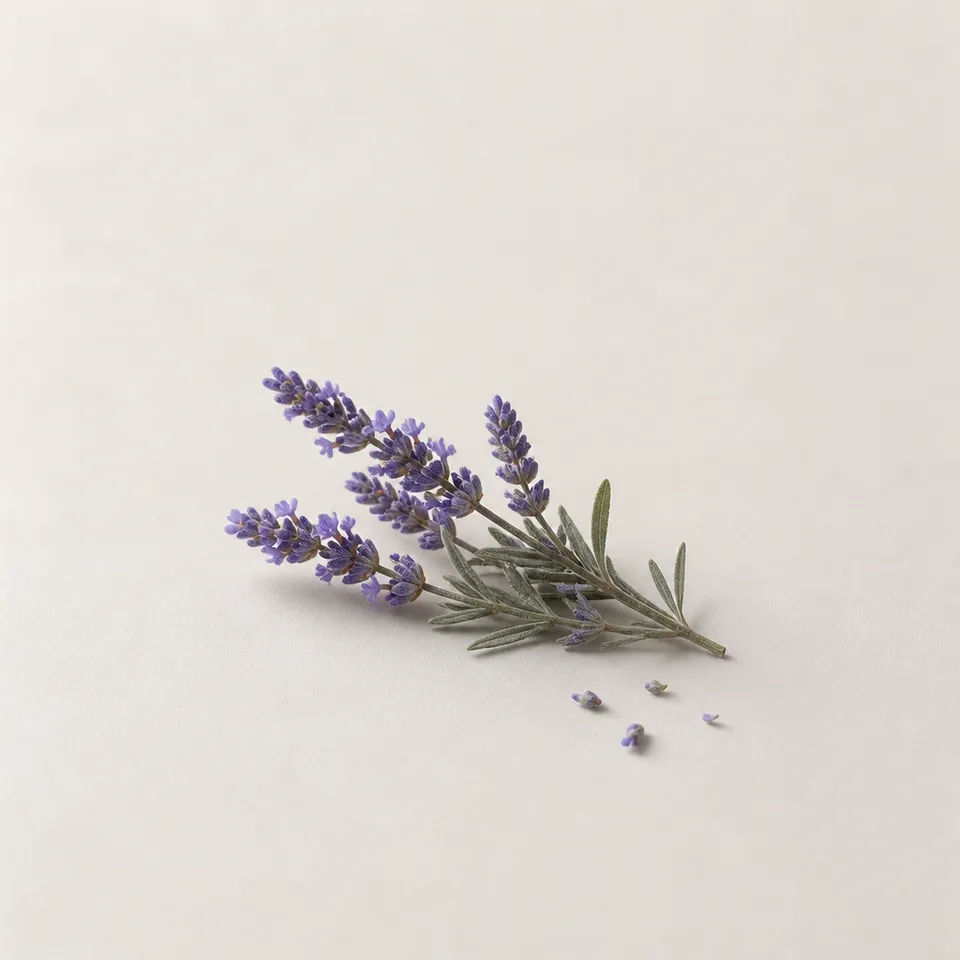 Come Lake Lavender