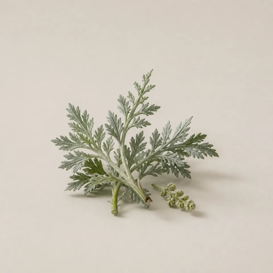 Alpine Artemisia