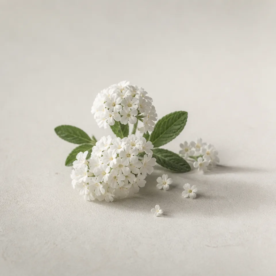 Heliotrope blanc