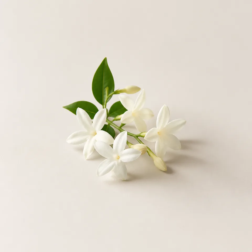 Royal Jasmine