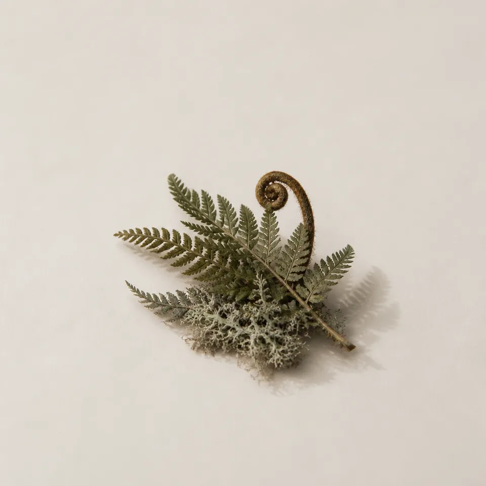 Tigulio Fern