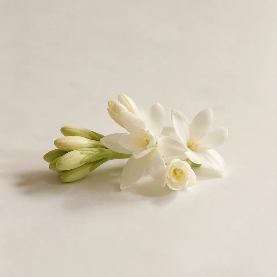 Mexican Tuberose