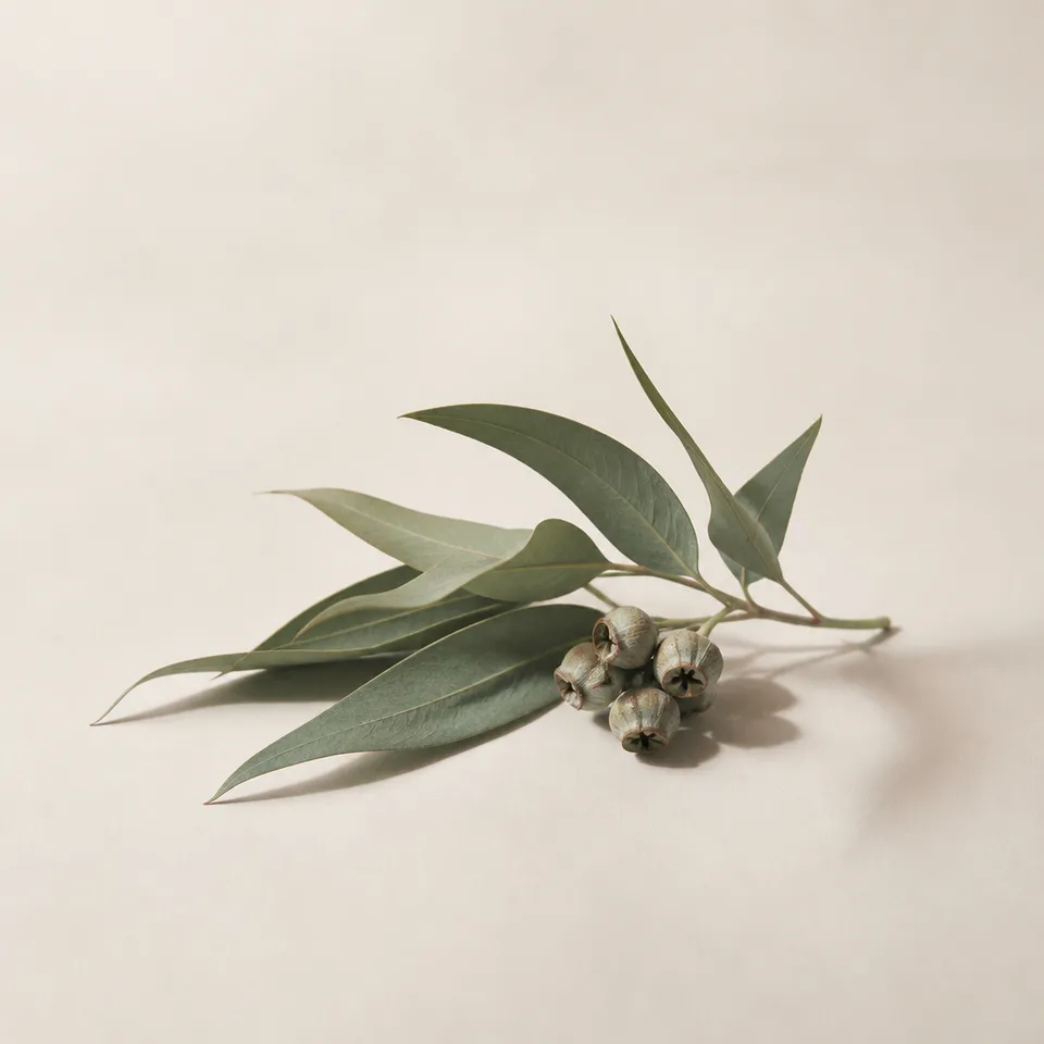 Greek Eucalyptus