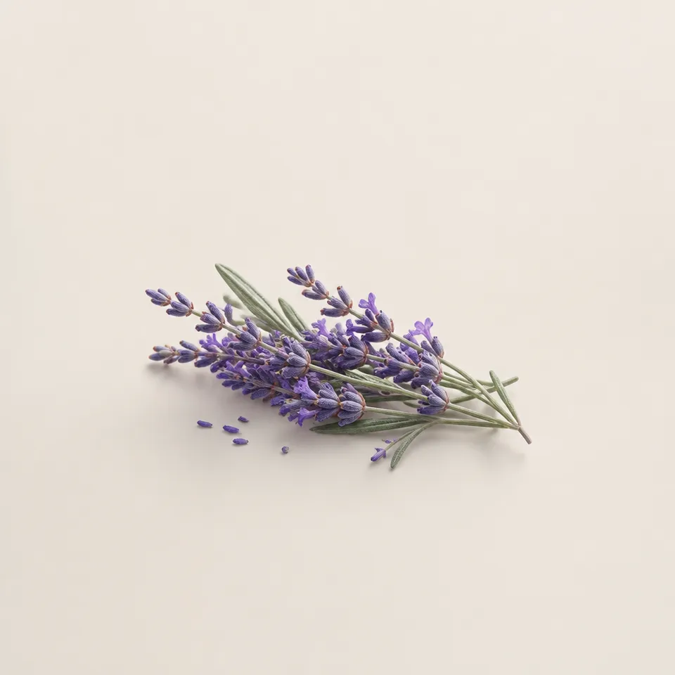 Bulgarian Lavender