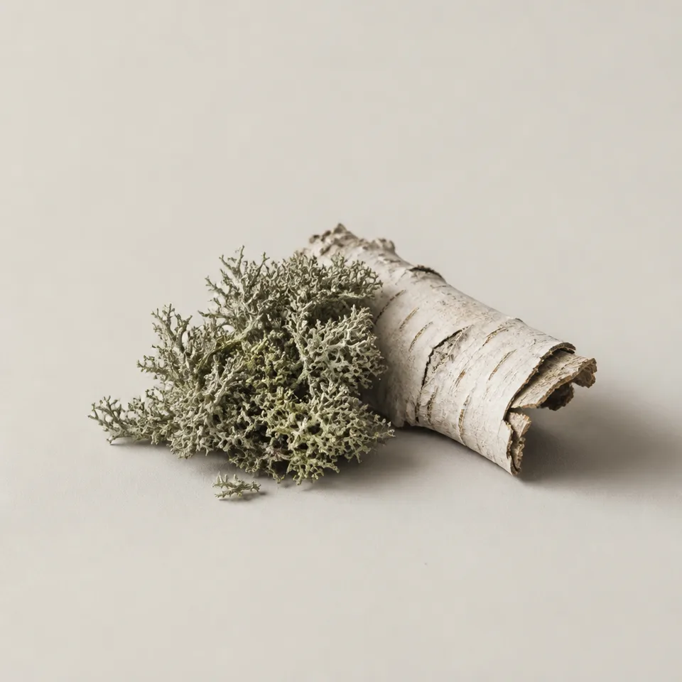 Sicilian Birch Moss