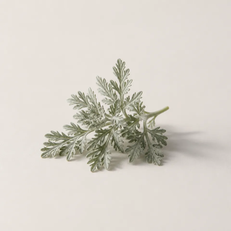 Italian Artemisia