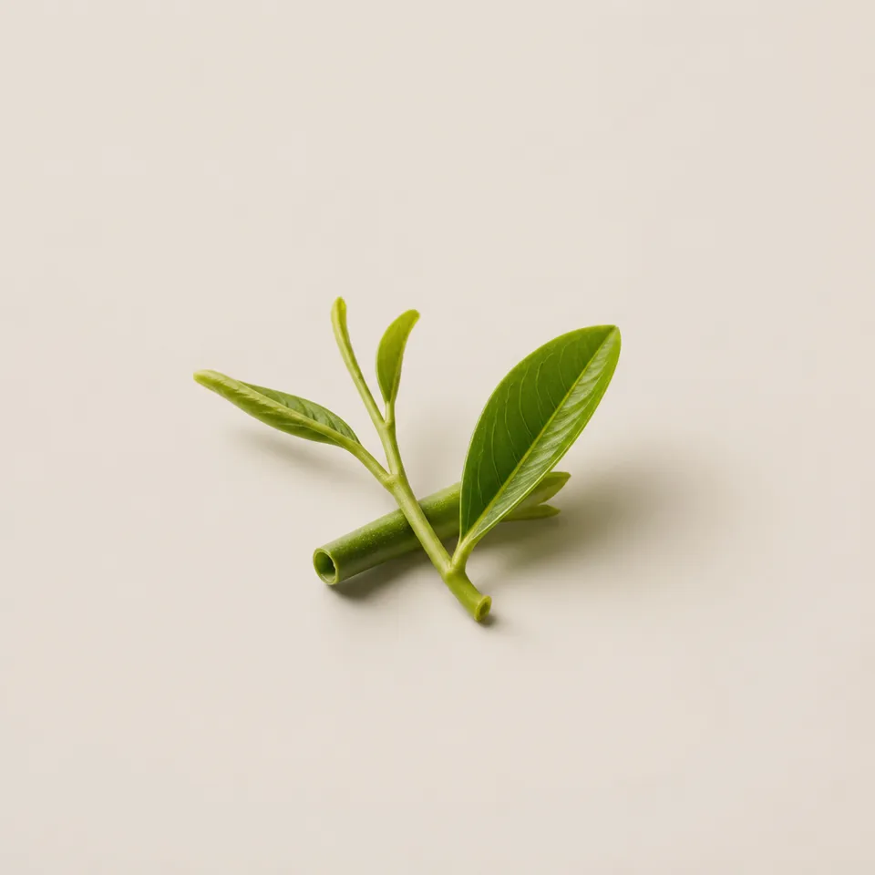 Chlorophyll Accord
