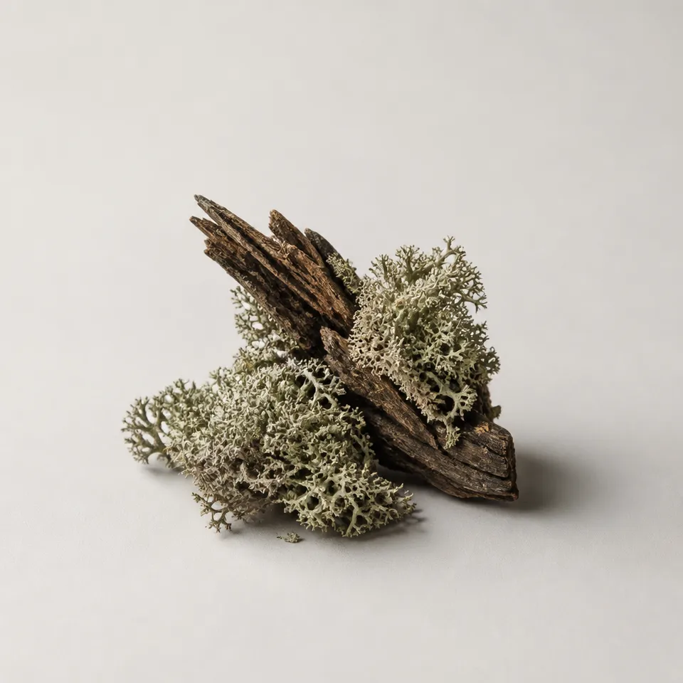 Cedarmoss
