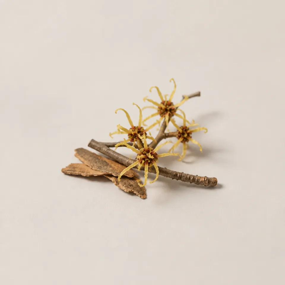 Witch Hazel