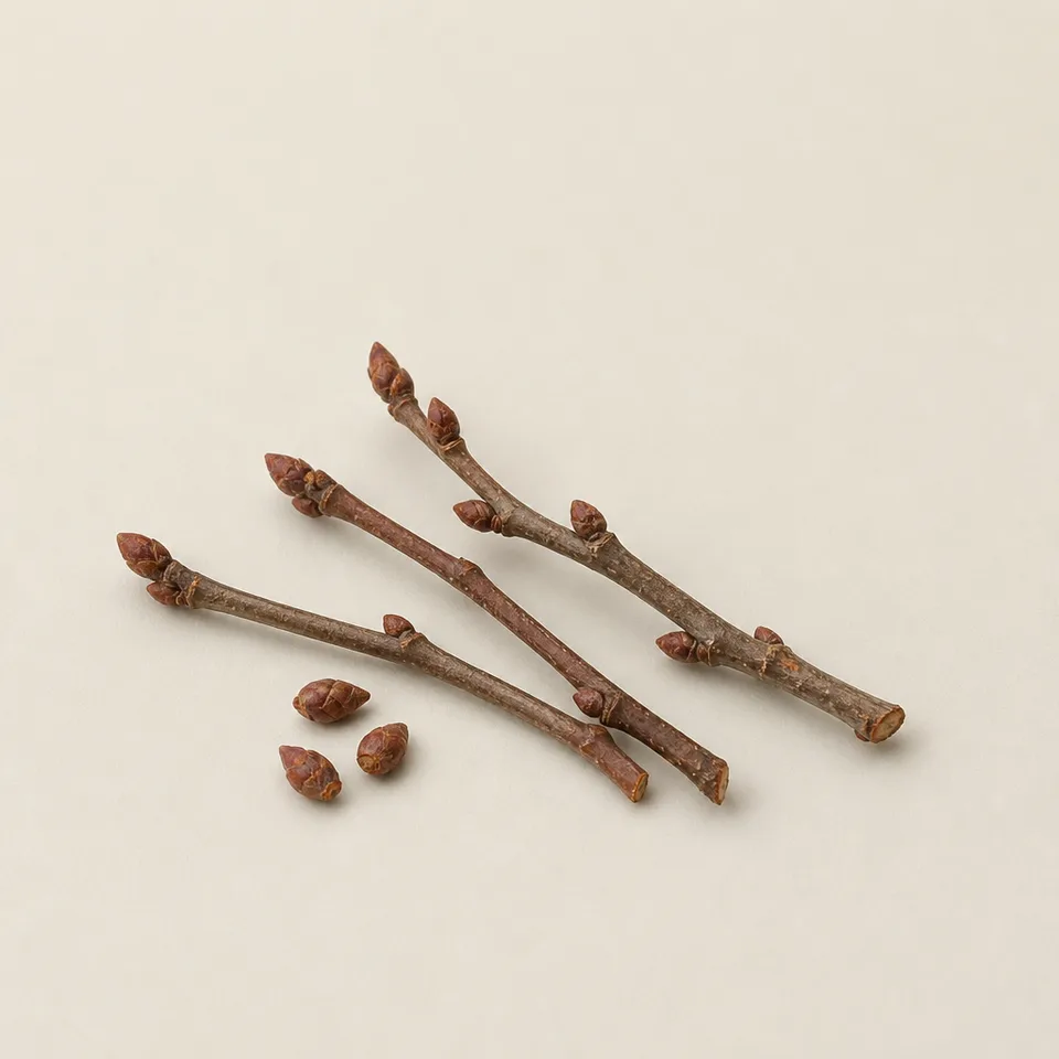 Cassis Bud