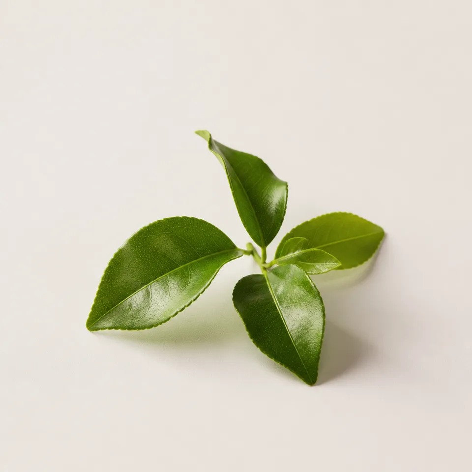 Lime Leaf