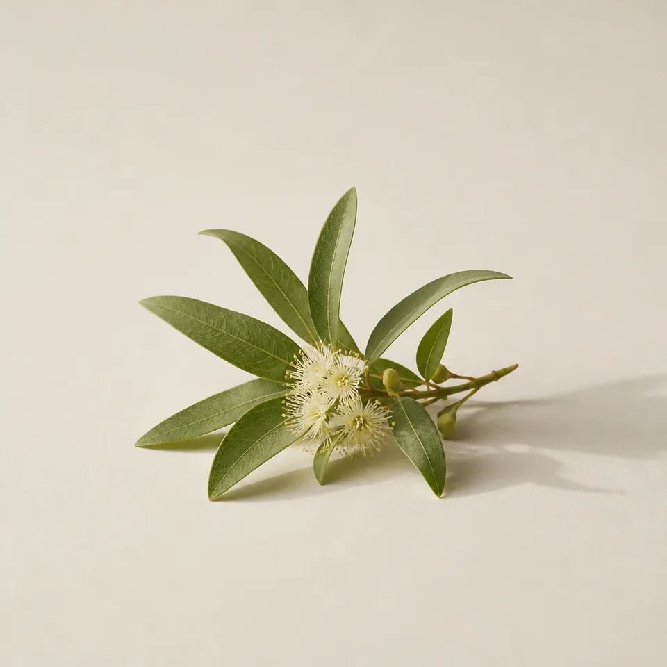 Lemon Myrtle