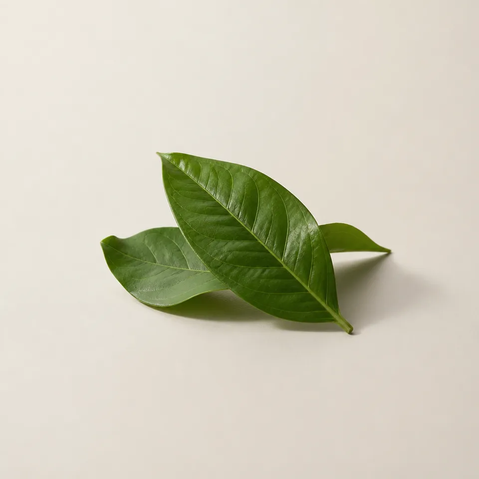 Gardenia Leaf