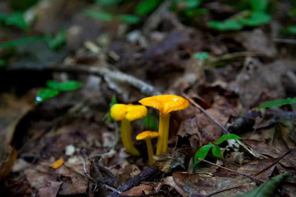 落ち葉のある林床に生えたキノコ。ForestWander撮影。種類を特定するための写真ではない