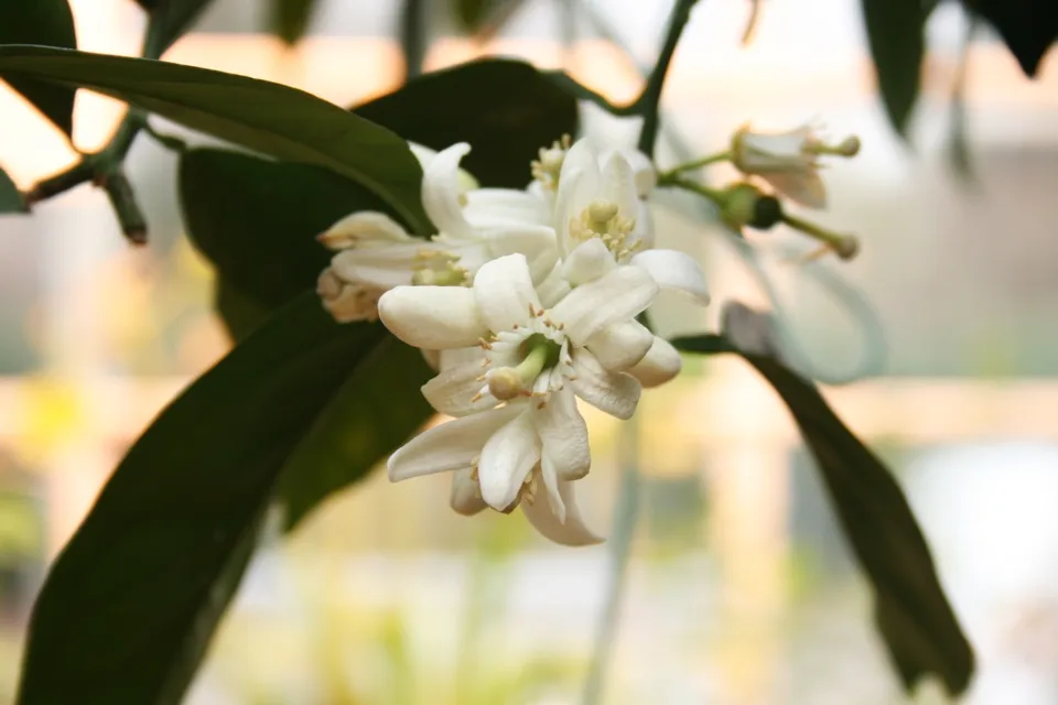 柑橘の花の一例、Citrus sinensisの白い花。特定の香水の植物種を示す写真ではありません