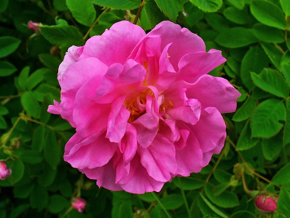 ローズの一例、ダマスクローズの花。特定の香水の原料や花蜜の採取を示す写真ではありません
