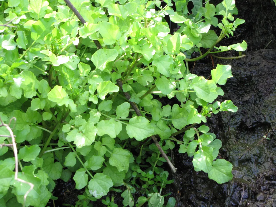 クレソン（Nasturtium officinale）のみずみずしい葉の写真