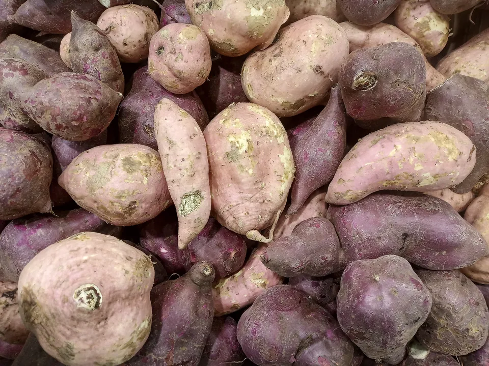 サツマイモ（Ipomoea batatas）の肥大した根の写真