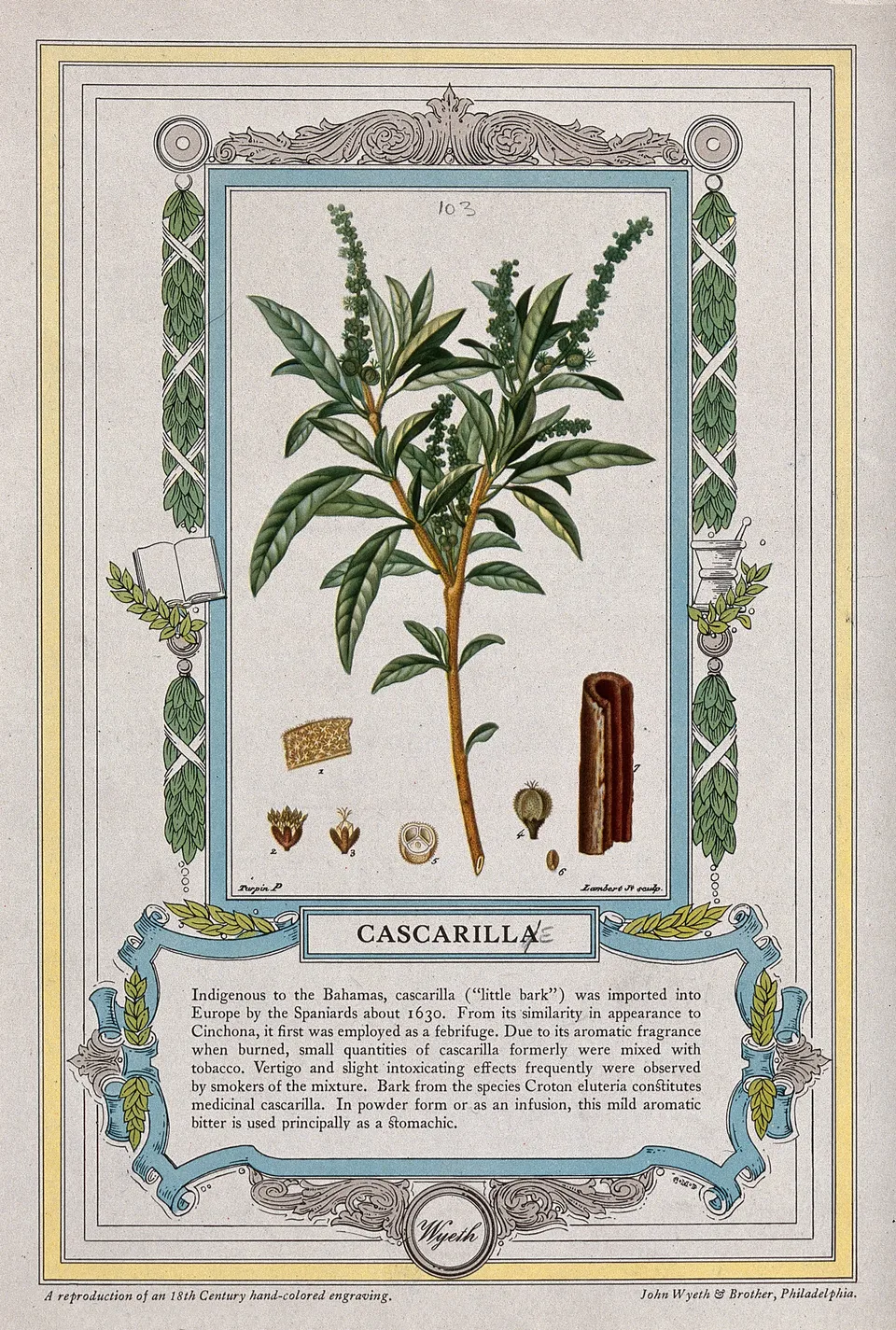 カスカリラノキの枝と樹皮を描いた植物図譜。精油の原植物を示す。