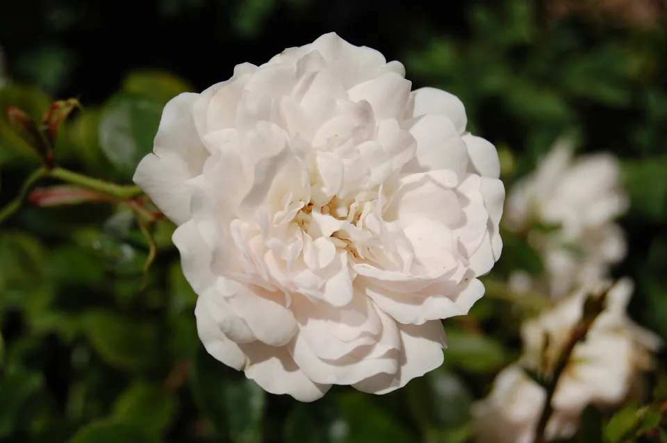 アルバローズの花。原植物を示す参考写真。