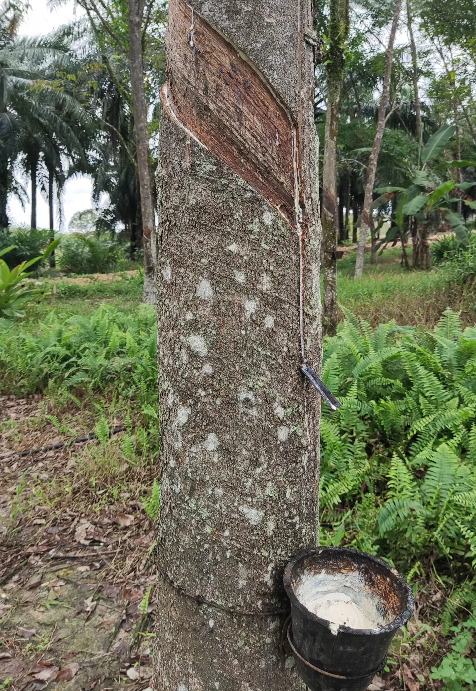 ゴムの木から採取したラテックスを集める器。香調の題材を示す参考写真。