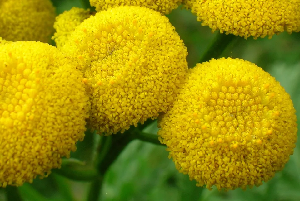 タンジー（Tanacetum vulgare）の黄色い花の実物写真