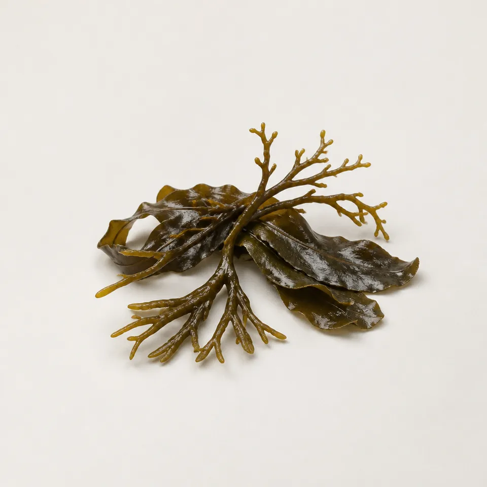 Seaweed — representative note illustration