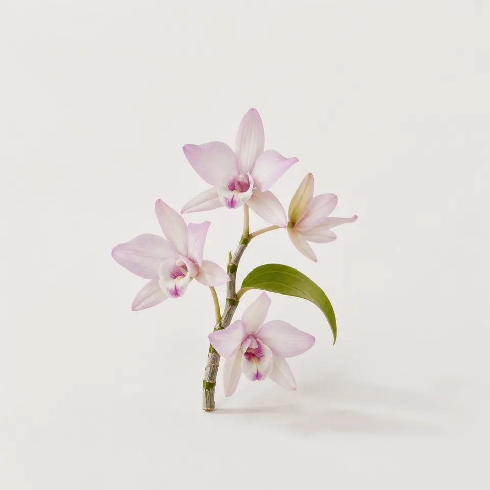 Dendrobium Orchid — representative note illustration